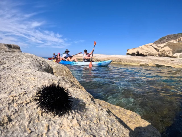 Are sea urchins an indicator of clean waters? 🌊#seakayakcyprus #seakayaking #experiencemore #limassol #cyprus